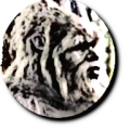 Main American Bigfoot channel